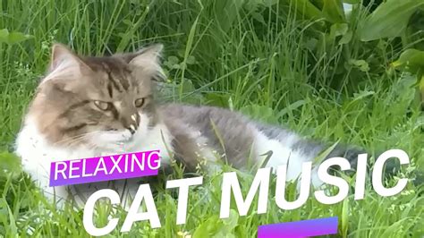 Does Music Calm Cats: A Deeper Dive into the Feline-Musical Connection